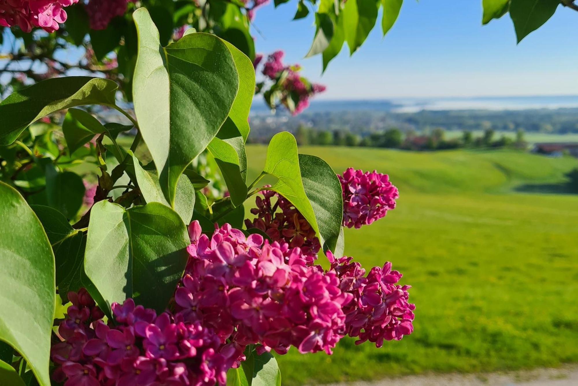 Schleipfnerhof Urlaub Auf Dem Bauernhof Villa Bernau am Chiemsee Bagian luar foto